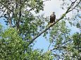 Emajgi river | Alam-Pedja White-tail eagle, Paluphja 
