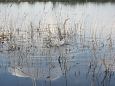 Flooded meadow, Emajgi, Krevere | Alam-Pedja Spawning of the bream, Samblasaare oxbow lake 