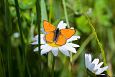 Maintained meadow and tha re-opened oxbow lake, Krevere | Alam-Pedja Large copper (Lycaena dispa