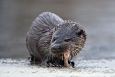 Emajgi river and oxbow lakes | Alam-Pedja European otter and European bullhead (Cottus gobio), p