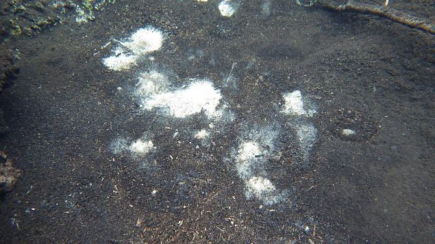 Tufa sediments in spring, Kiigumisa 