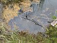 Tufa sediments, one of springs on Vormsi | Gallery Spring on the nortnern coast lake Prstviki, Ju