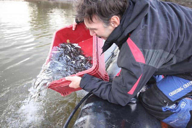 Reintroduction of asps started