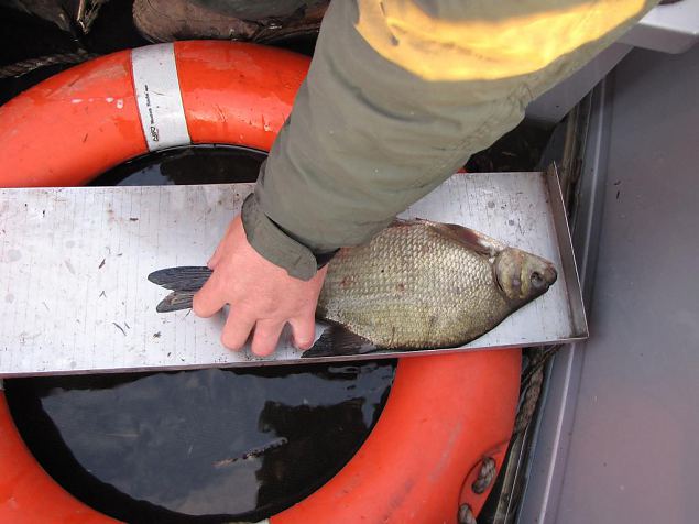 Monitoring of the habitat, measuring the fish 