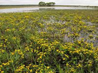 Spring at Alam-Pedja floodplain Alam-Pedja 