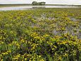 Alam-Pedja Spring at Alam-Pedja floodplain 