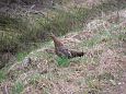 Alam-Pedja Grouse at Paluphja 