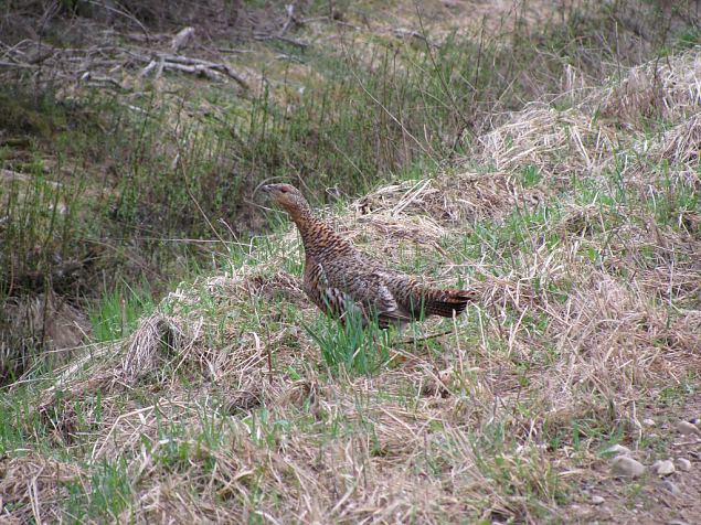 Grouse at Paluphja 
