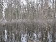 The road to Paluphja is flooded every spring | Alam-Pedja Flooded forest, Krevere 