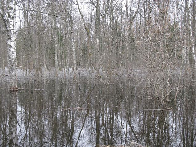 Flooded forest, Krevere 