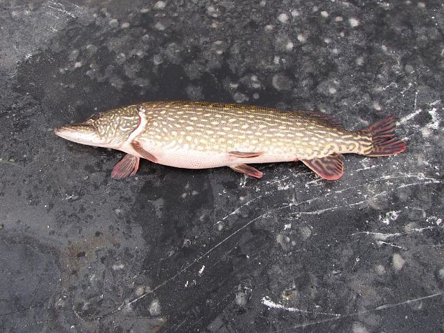 Pike from Emajgi 