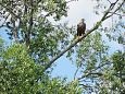 The flooded rivermouth of the Laeva river, spring 2009 | Alam-Pedja White-tail eagle, Paluphja 