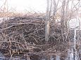 The flooded rivermouth of the Laeva river, spring 2009 | Alam-Pedja Beaver house, Emajgi 