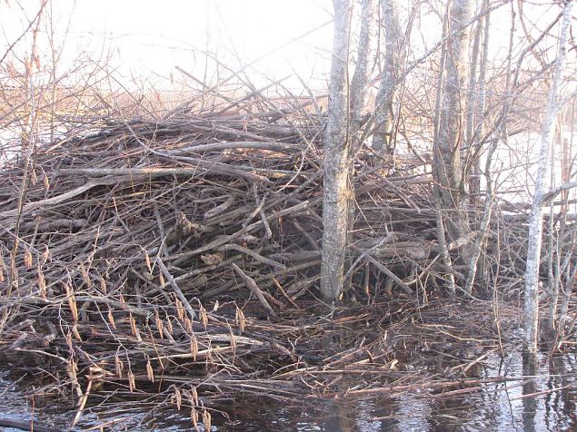 Beaver house, Emajgi 