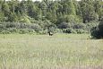 White-tail eagle, Paluphja | Alam-Pedja Young elk at the Emajgi meadow 