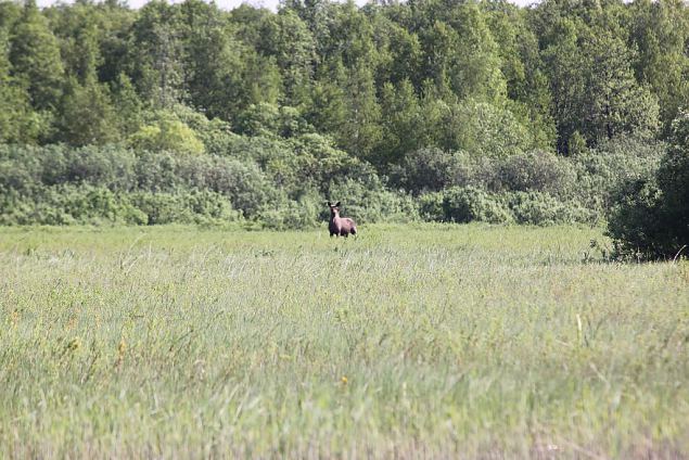 Young elk at the Emajgi meadow 