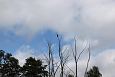 Flooded meadow, Emajgi, Paluphja | Alam-Pedja One of the favorite trees for white-tail eagles, 