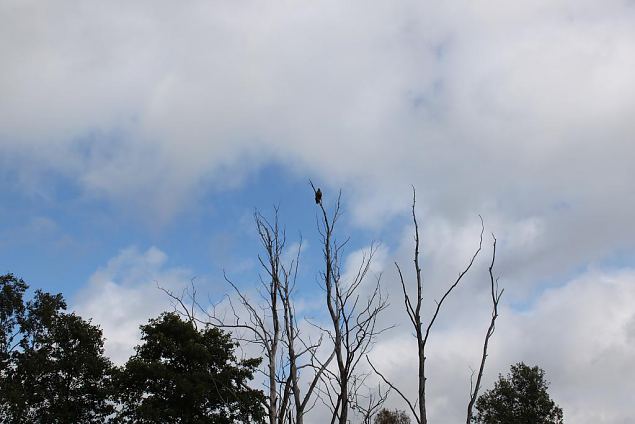 One of the favorite trees for white-tail eagles, Emajgi 