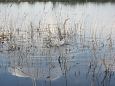 The flooded rivermouth of the Laeva river, spring 2009 | Alam-Pedja Spawning of the bream, Sambla