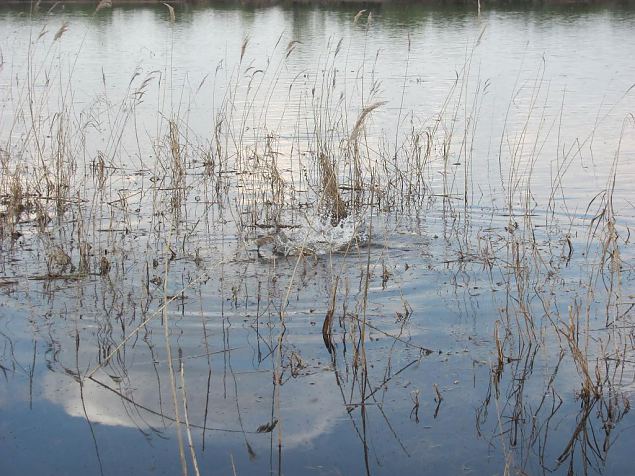 Spawning of the bream, Samblasaare oxbow lake 