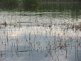 Alam-Pedja Spawning of the bream, Samblasaare oxbow lake 