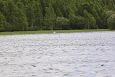 The sediment placement eraes are very usefull for the birds | Alam-Pedja Oxbow lake 