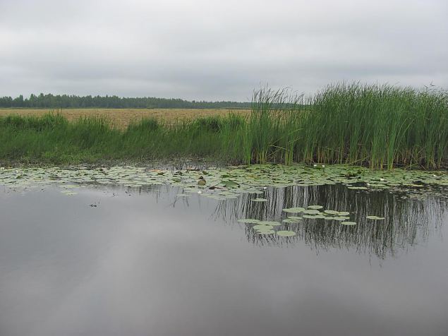 Maintained meadow, Samblasaare 