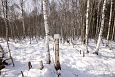 The road to Paluphja is flooded every spring | Alam-Pedja A cube of salt for animals, Teilma 