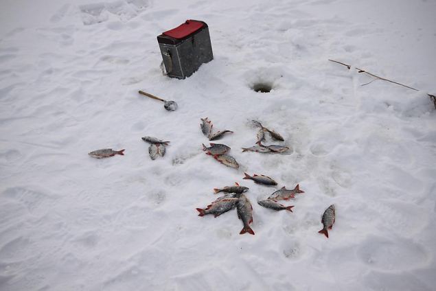 Winter fishing at Kupu oxbow lake 