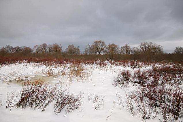 Vegetation at floodplain, Ilmatsalu 