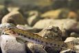 Emajgi river | Alam-Pedja Spined loach (Cobitis taenia), photo Tiit Hunt 