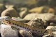 The road to Paluphja is flooded every spring | Alam-Pedja Spined loach (Cobitis taenia), photo T