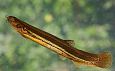 Emajgi river, spring | Alam-Pedja Weatherfish (Misgurnus fossilis), photo Tiit Hunt 