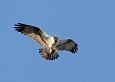 White-tail eagle, Paluphja | Alam-Pedja Osprey (Pandion haliaetus) and bream, photo Urmas Sellis