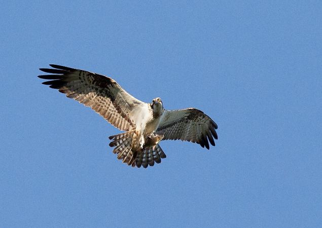 Osprey (Pandion haliaetus) and bream, photo Urmas Sellis 