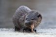 Teilma floodplain | Alam-Pedja European otter and European bullhead (Cottus gobio), photo Arne Ad