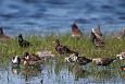 The flooded rivermouth of the Laeva river, spring 2009 | Alam-Pedja The ruffs (Philomachus pugnax