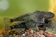 The flooded rivermouth of the Laeva river, spring 2009 | Alam-Pedja European bullhead (Cottus gob