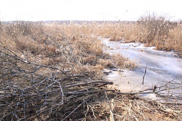 Project site, cleaning the riverbank, spring 2014 