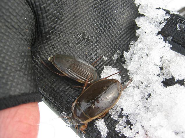 Project site, diving beetles 