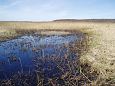 Project site, fish egg on the grass | Gallery Project site, lower course, spring 2014 