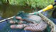 Project site, cleaning the riverbank, spring 2014 | Gallery Spined loach (Cobitis taenia), summer 