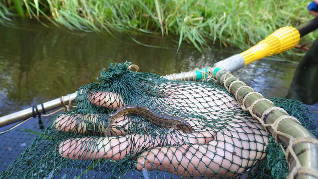 Spined loach (Cobitis taenia), summer 2014 