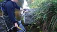 Spined loach (Cobitis taenia), summer 2014 | Gallery Monitoring, summer 2014 