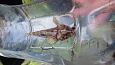 Spined loach (Cobitis taenia), summer 2014 | Gallery Bullhead (Cottus gobio), autumn 2014 