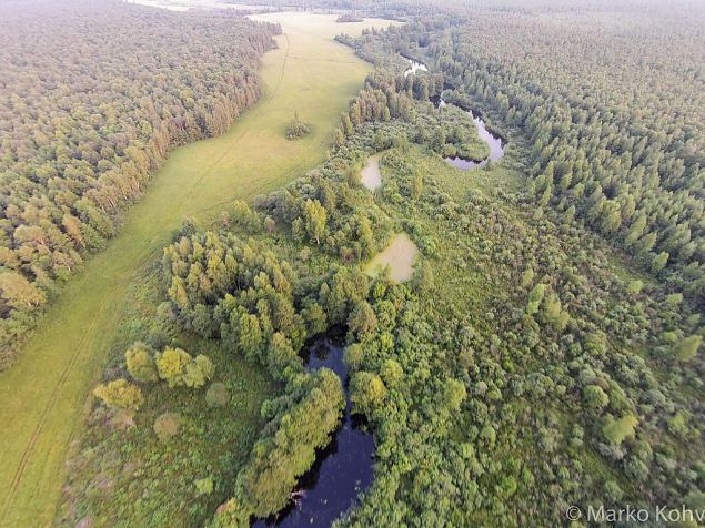 Laeva river, Aiu floodplain, before restoring 