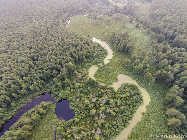 Laeva river, Aiu floodplain, before restoring 