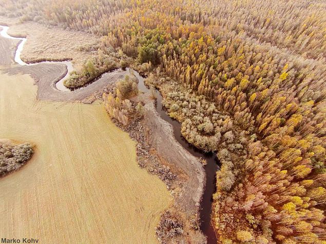 Laeva river, Aiu floodplain, after restoration 