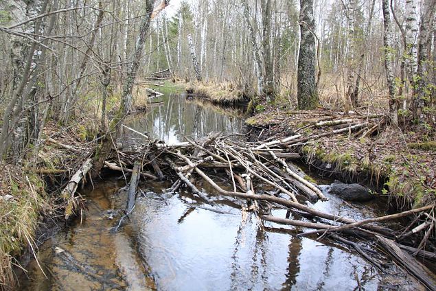 Beaver dam at th ditch, Kiigumõisa 
