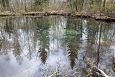 Beaver dam at th ditch, Kiigumisa | Gallery Spring lake, Kiigumisa, right bank of River Jgala 